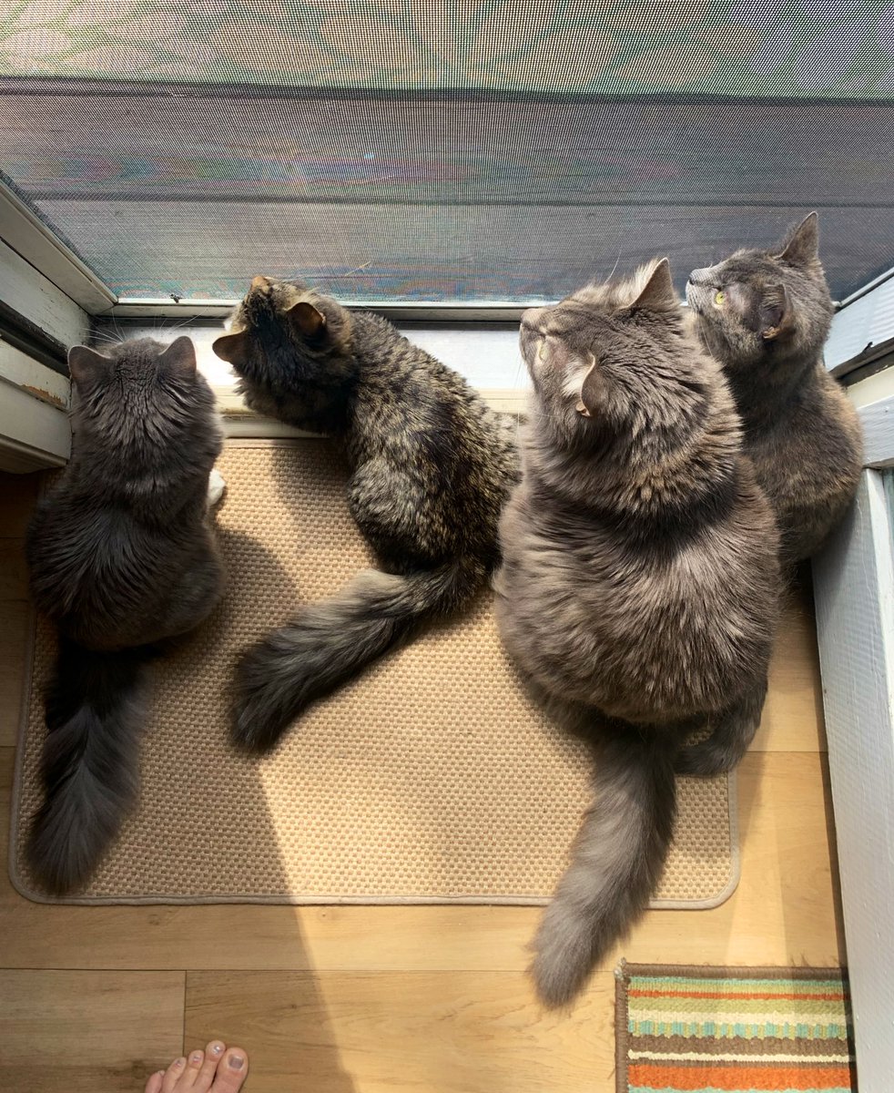 𝐾𝑒𝑙𝑙𝑖𝑒 ♰ ⋆。˚☽˚。⋆ 𓆉⋆。˚⋆❀ 𓇼 tweet media