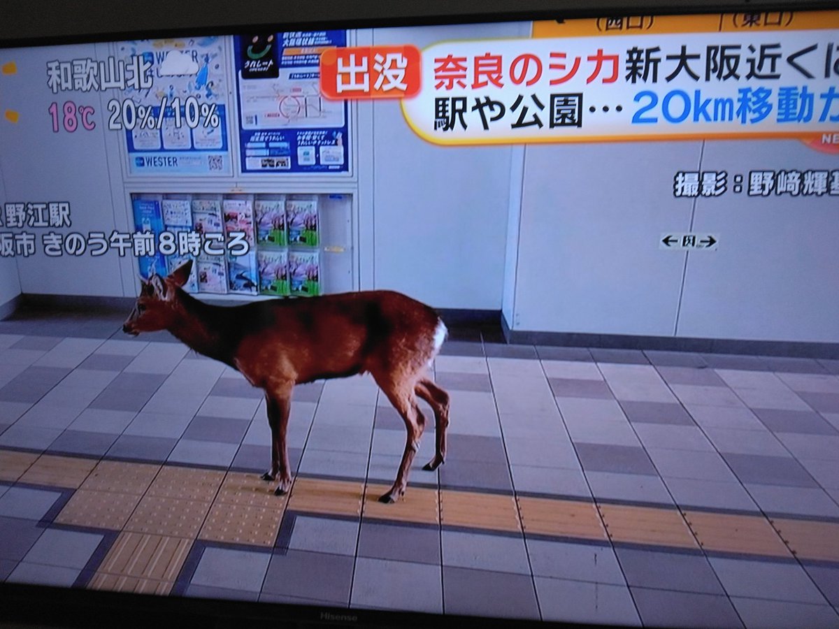 FM80210's tweet photo. タクティーこと大抜さんおはようございます。
金曜日は墓参りの後、#グラングリーン大阪 に寄って公開生放送に参戦しました。
一方、ここ最近奈良の鹿が大阪まで来ている事で非常に驚いています。今日にも梅田まで来そうな予感です。
#起きたら802
#おはたく
@FMCOCOLOHanshin https://t.co/L5zOzWMbDd