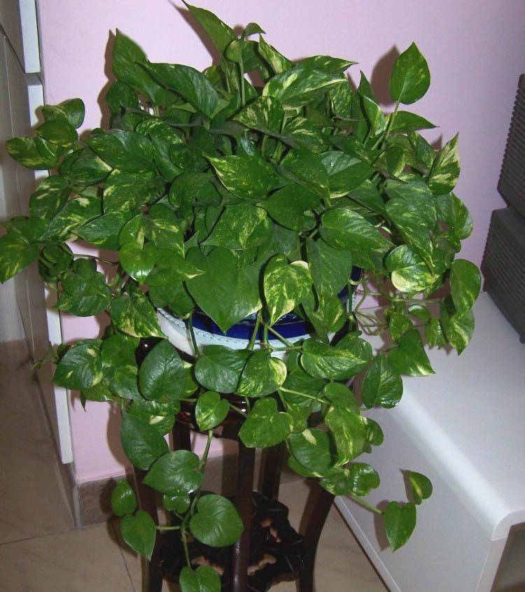 FcoxFromTj tweet media