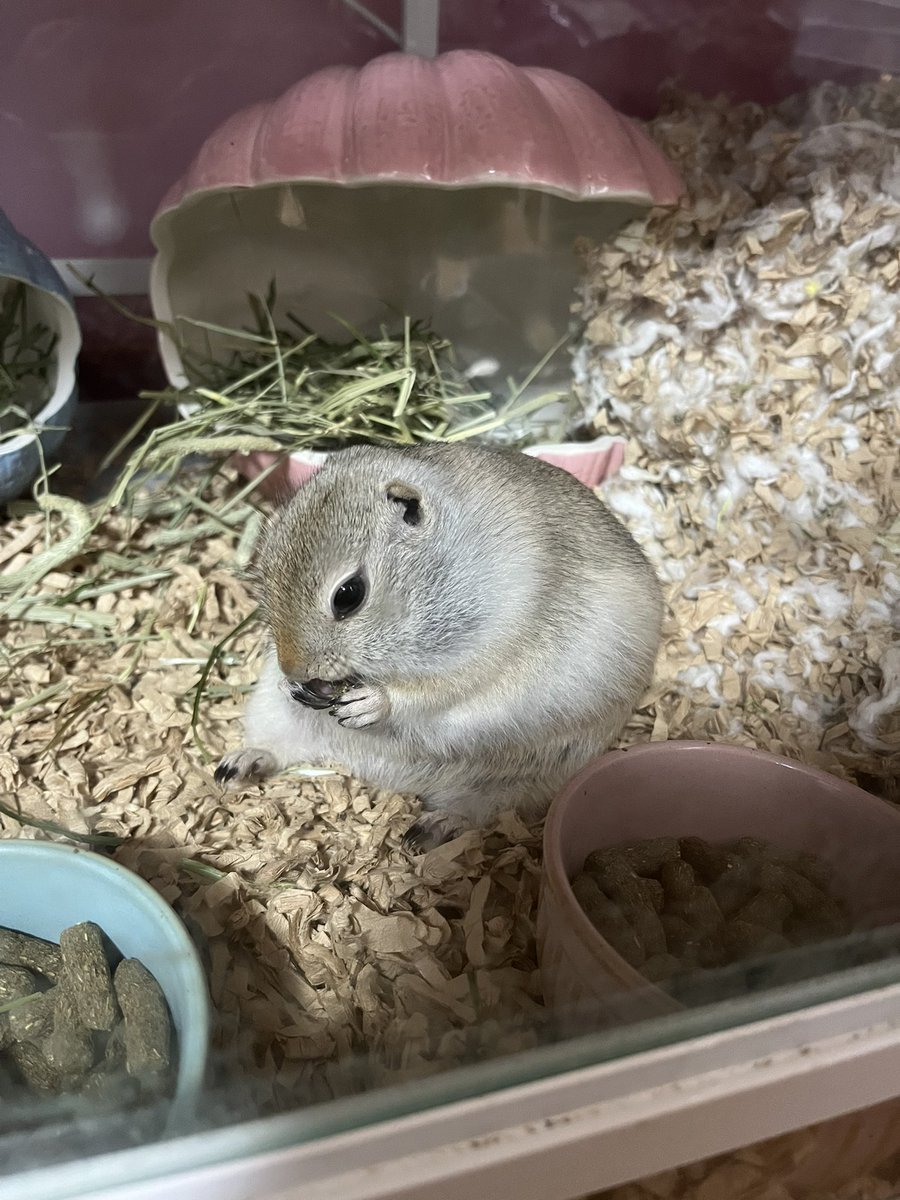 オイラの仕事は、食べる事でちっ！！
あー。忙しい忙しい。

※相方が寝てる間に食べるぽぴぃさん。
#リチャードソンジリス