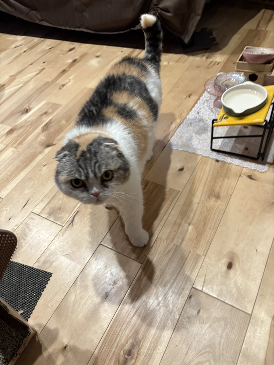 あベア@島根ジェイソン tweet media