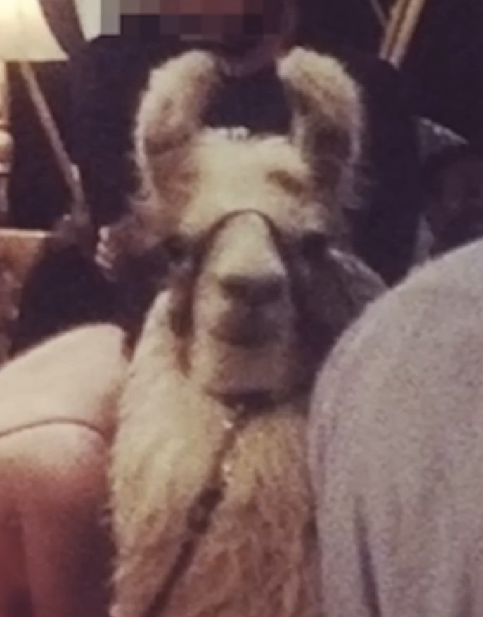 ⛧VioletSoul🏳️‍⚧️ tweet media