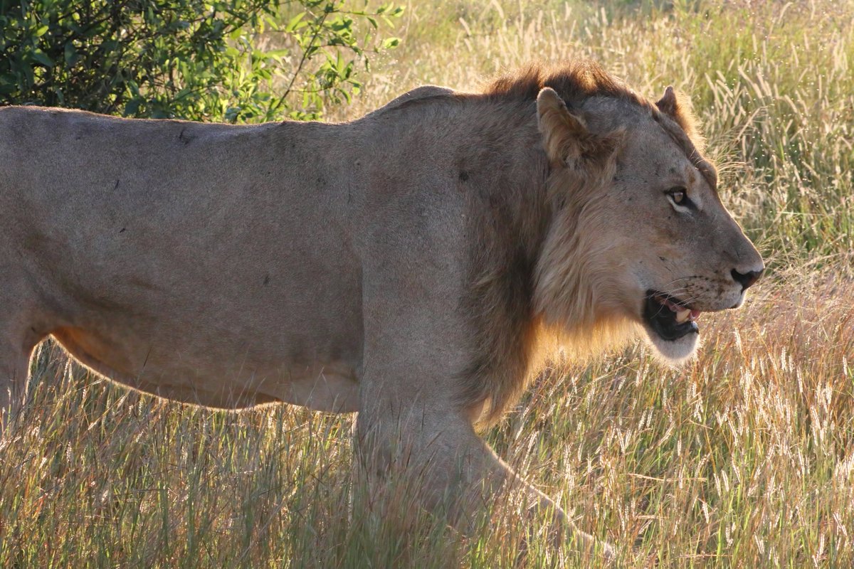 Tony Johnstone tweet media