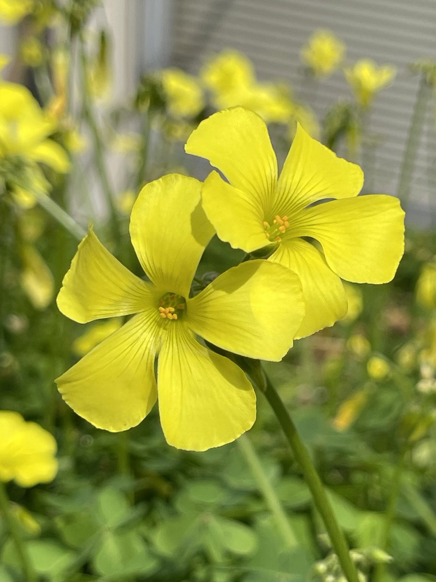 池田工業社【公式】おもちゃの会社🧸 tweet media