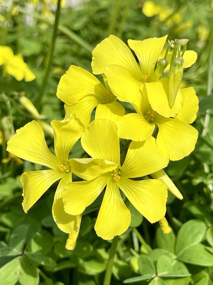 池田工業社【公式】おもちゃの会社🧸 tweet media