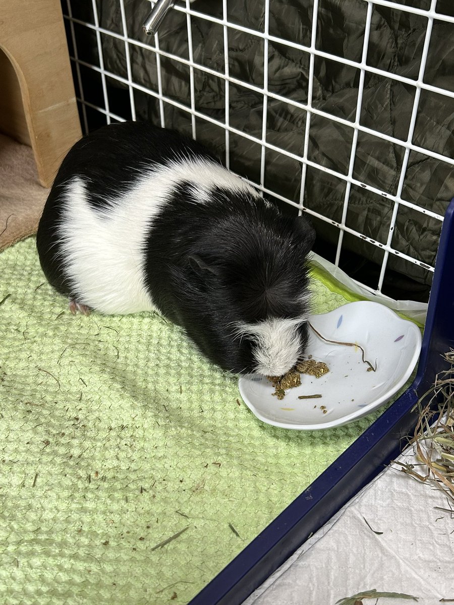 もるぱんだ tweet media