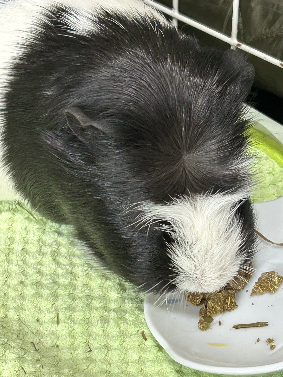 もるぱんだ tweet media