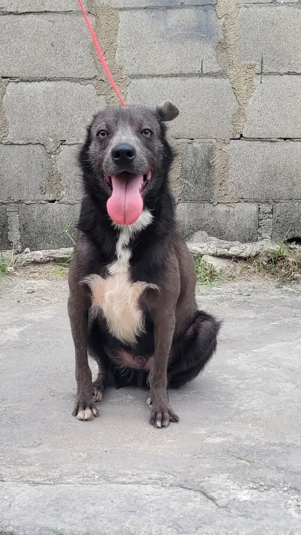 Abrigo João Rosa tweet media