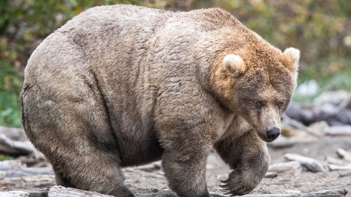 Bear Of The Day! tweet media