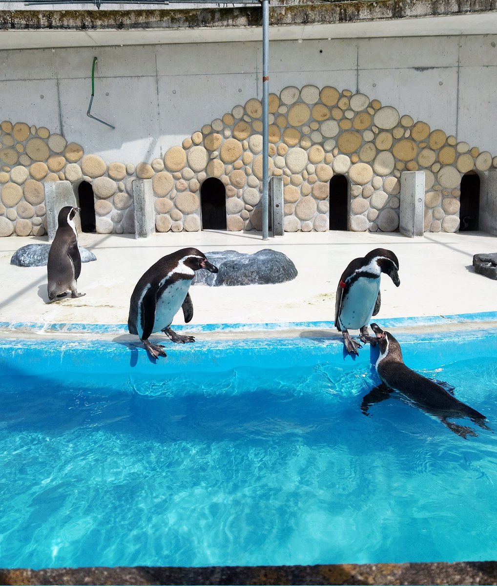 ∠エミュー tweet media