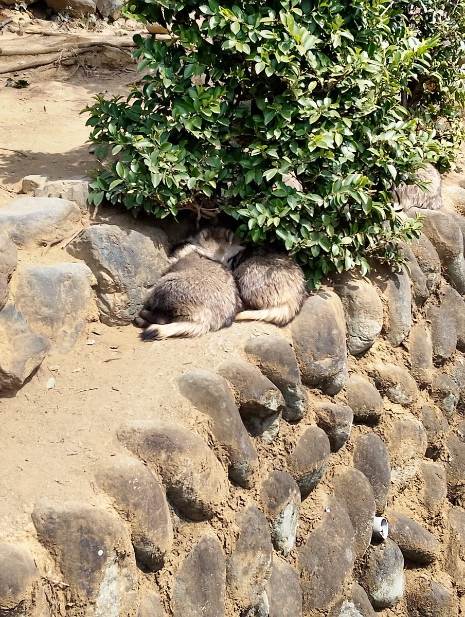 ∠エミュー tweet media