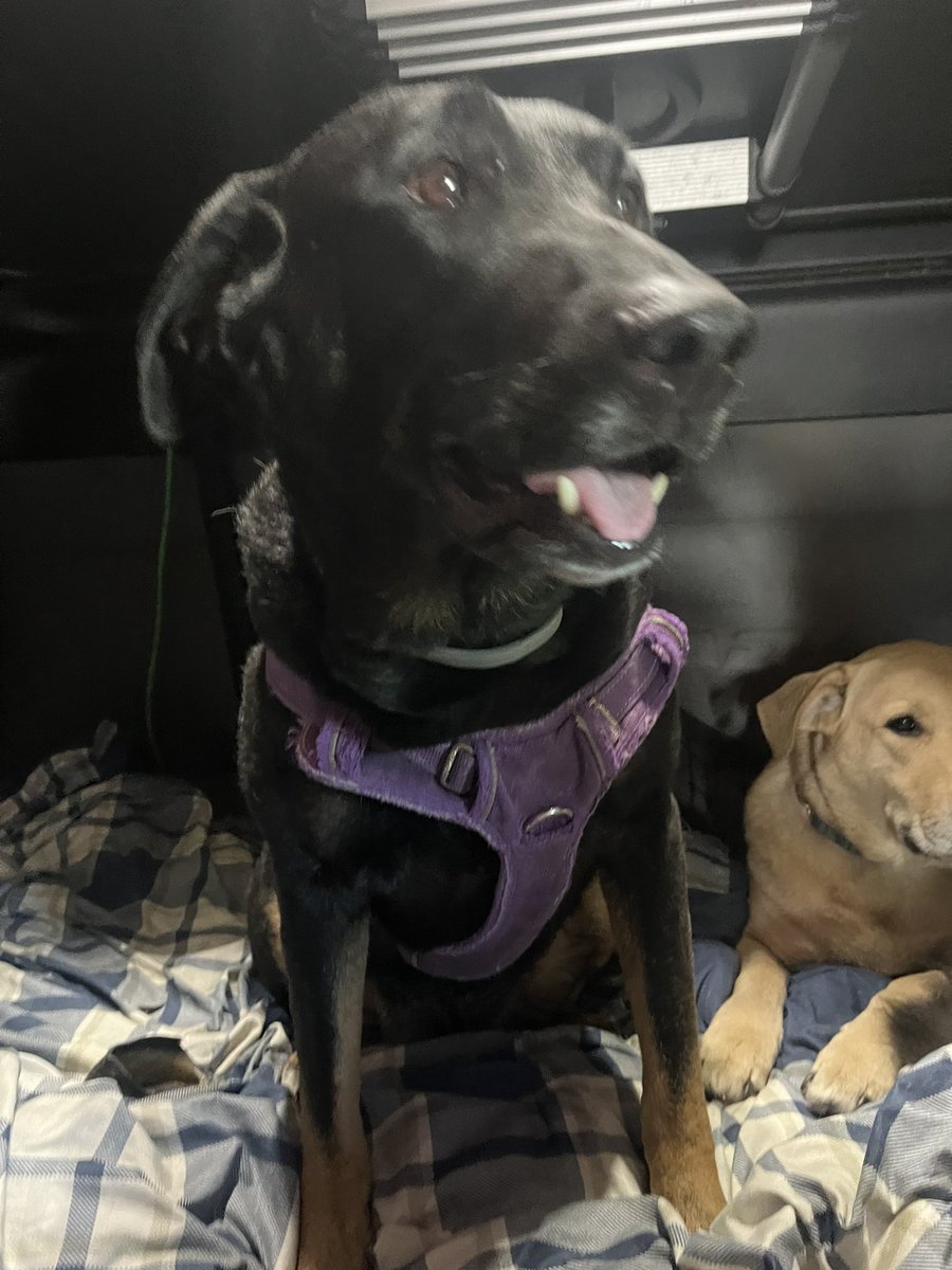 Steven Greenwalt tweet media