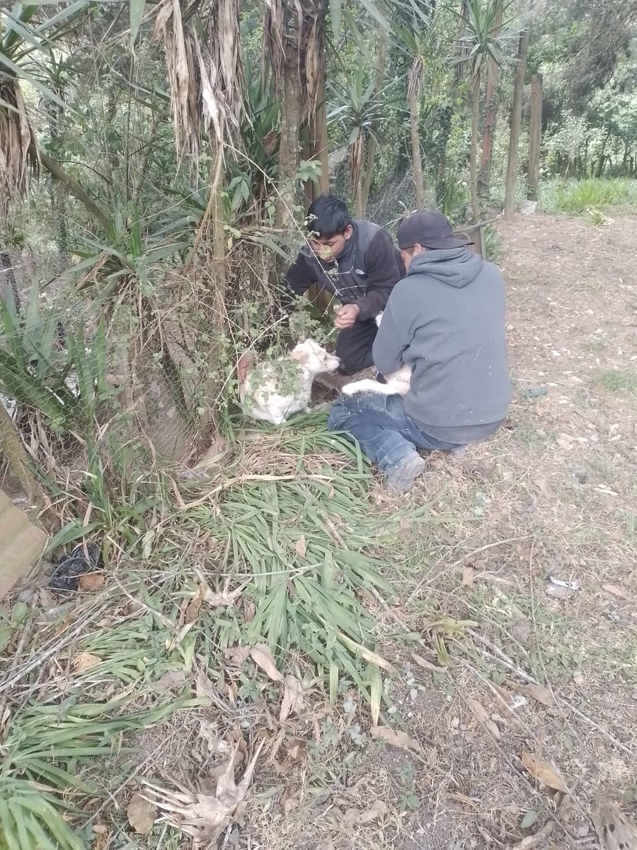 guatexanimales2's tweet photo. Caso 51-2026 Cindy dos años 
Caso 52-2026 Yuri un año parece mama e hija las dos fueron rescatadas cerca del cerro alux  son chewene  Yuri tiene sus tetas llenas de leche seguro le vendieron a sus bebés son talla pequeña nos urge apoyo con su simpárica perro pequeño y vitaminas. https://t.co/lcsQ5dDD7d