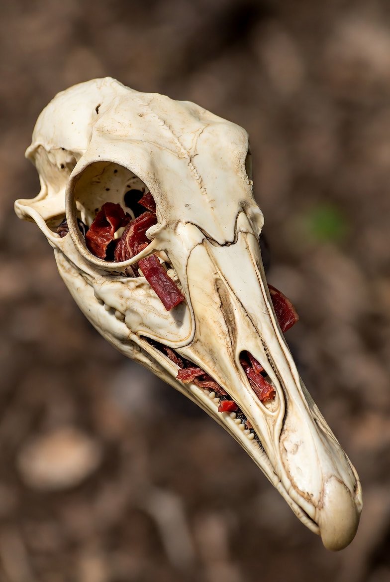 Mike Goodrich tweet media