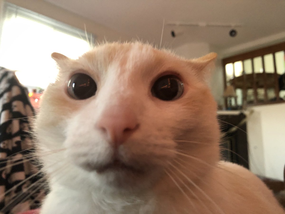 im_putchi | #nichefurtwt tweet media