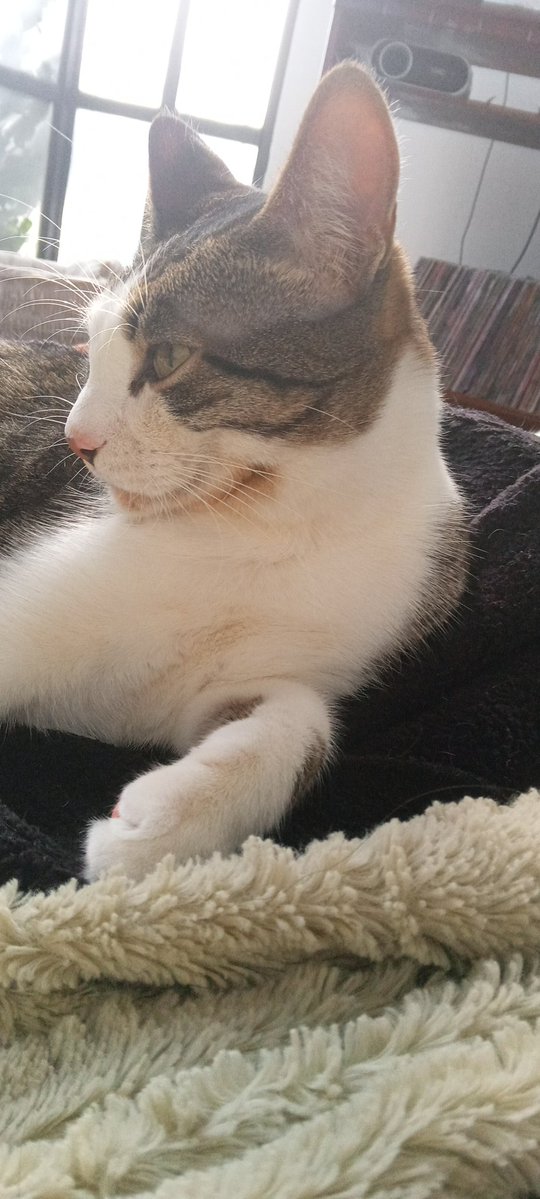 Elizabeth R L. tweet media