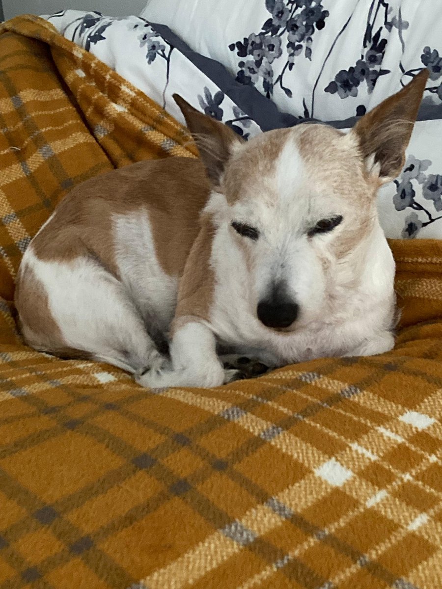 Bramble&Dotty tweet media