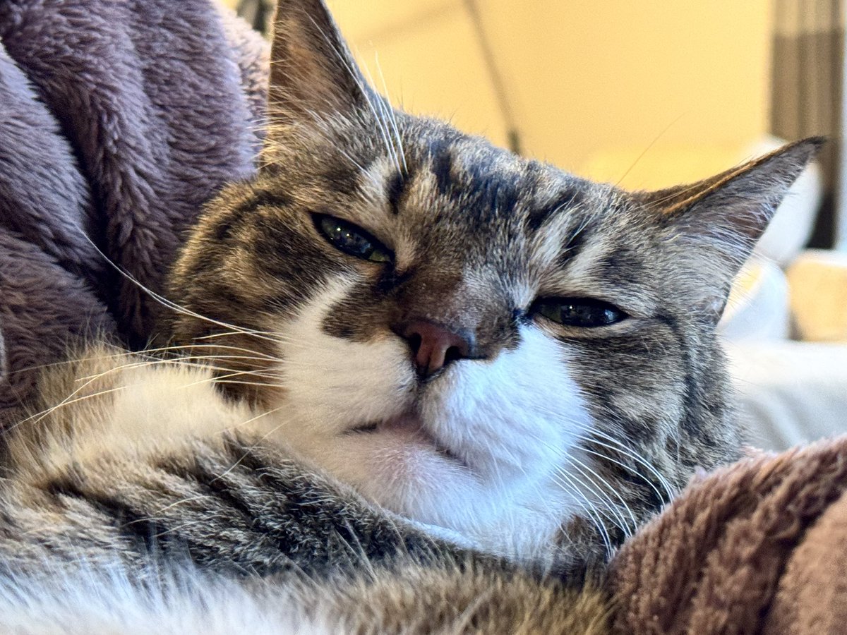 ぽんちょ tweet media