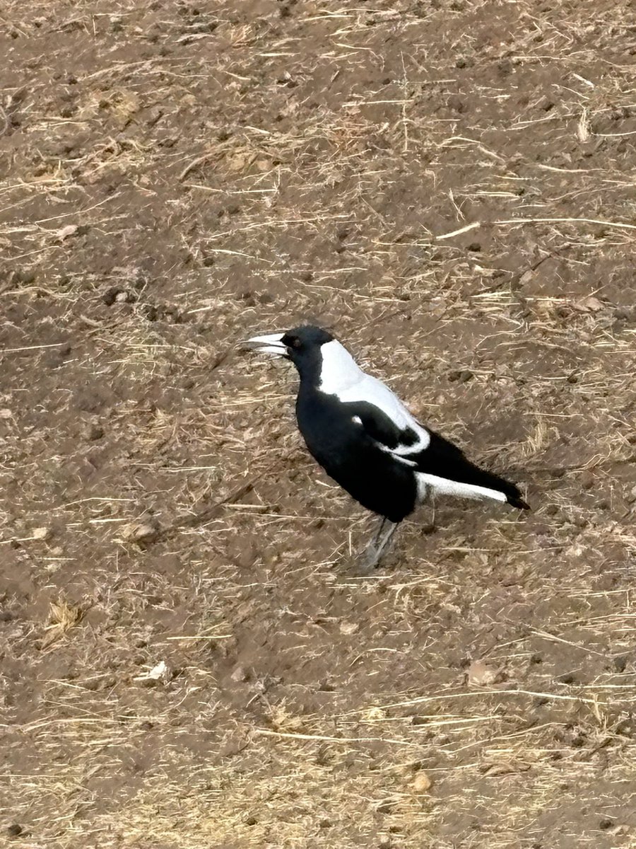 Raven (Kwaagum) tweet media