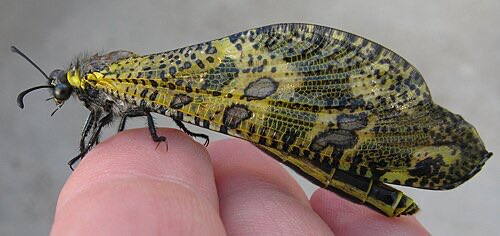 KC I BMS 𝚂𝚊𝚋𝚕𝚎𝚞𝚠⏳ 🇫🇷🇵🇸🔻 tweet media