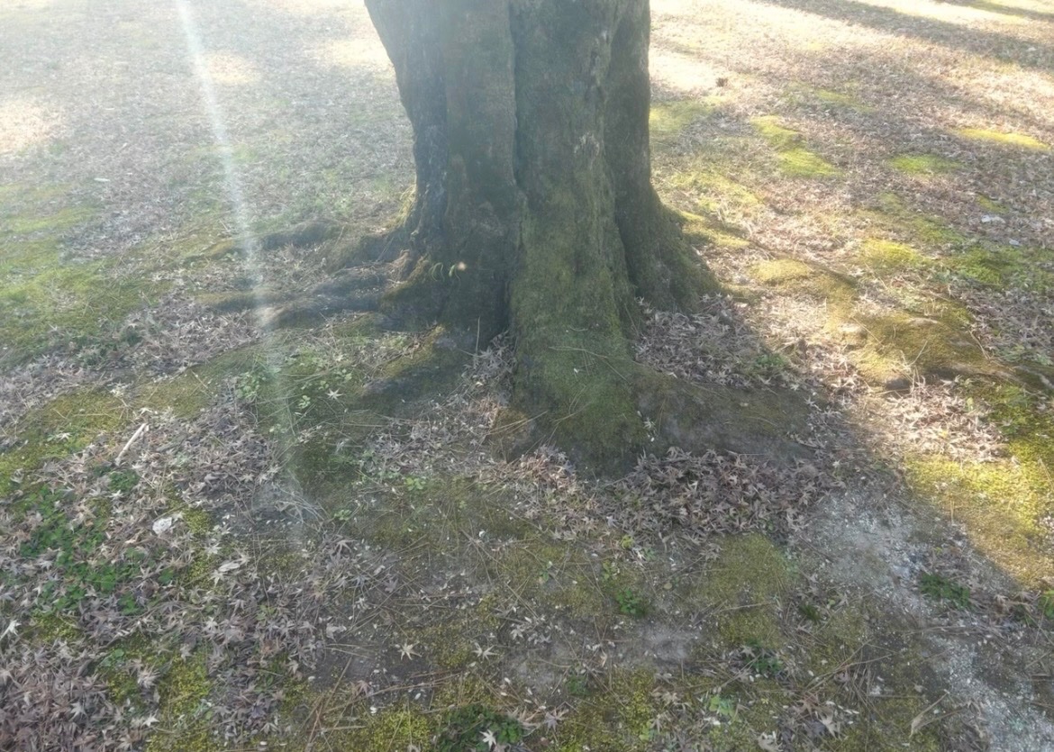 ᴍᴇᴍᴏ tweet media