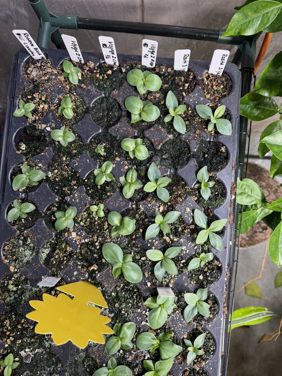 GhostSlayer tweet media