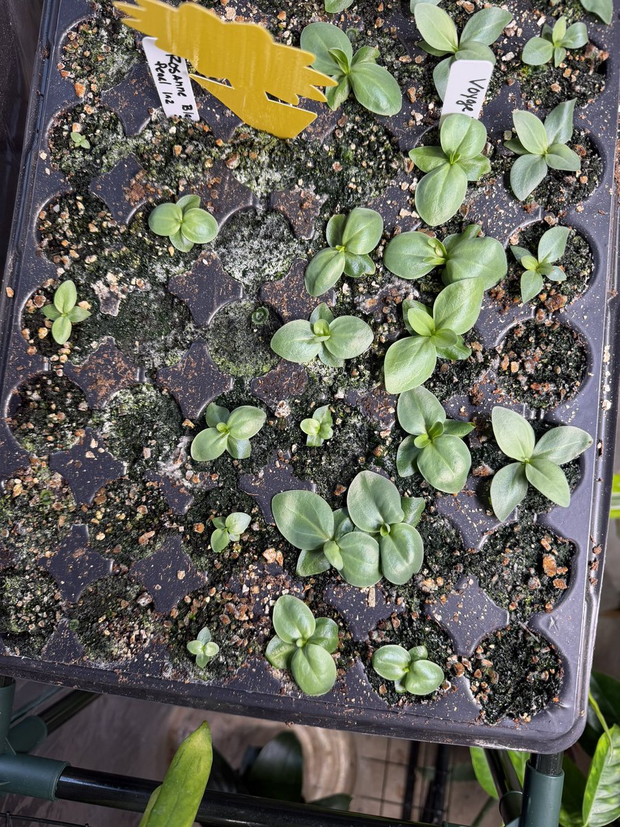 GhostSlayer tweet media