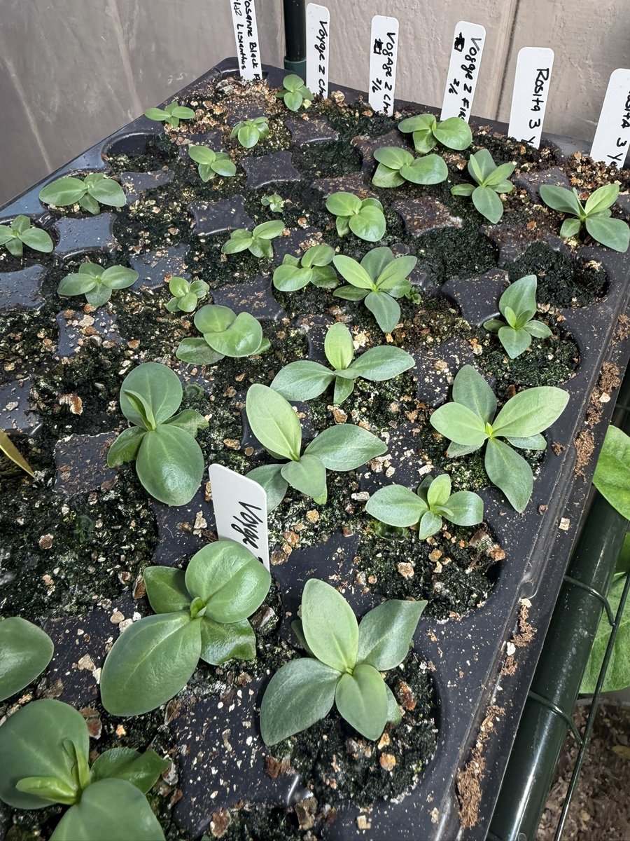 GhostSlayer tweet media