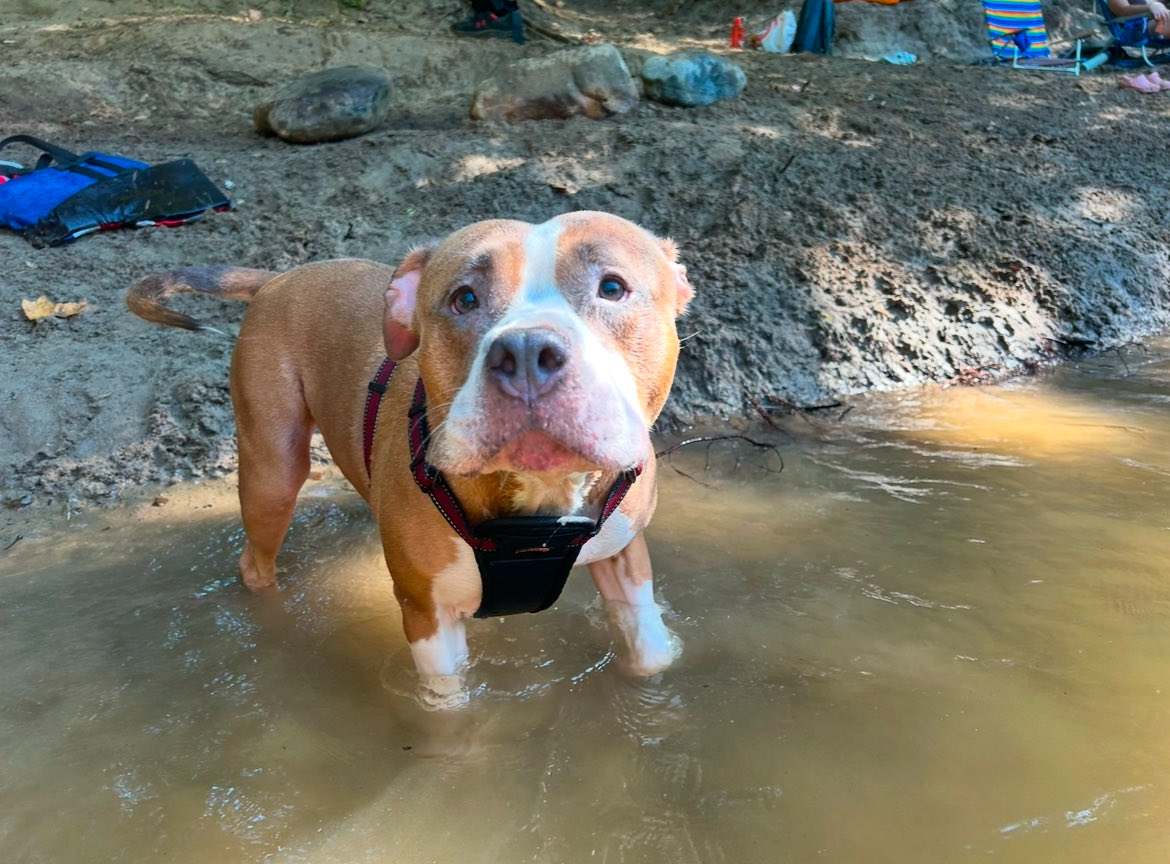 Michael Oxford - AKA The Santa Cruz Mountain Goat tweet media