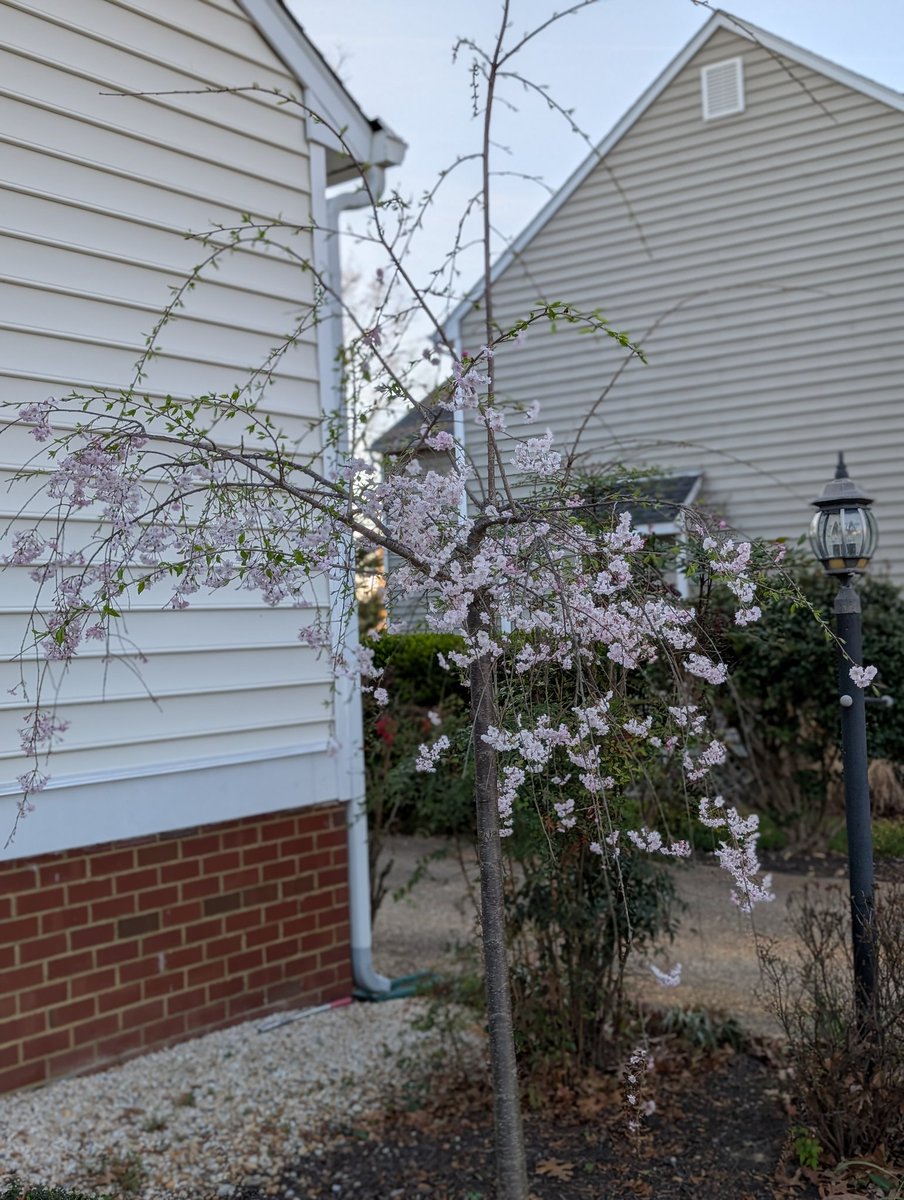 Tennisgdzilla's tweet photo. The cherry blossoms are coming in so pretty I had to get myself a quick sip of sake and just observe for about a half hour https://t.co/ZMtUjpLcVl
