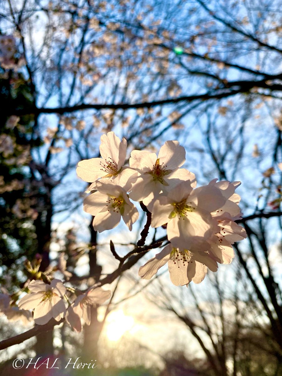 hal horii art💐 tweet media