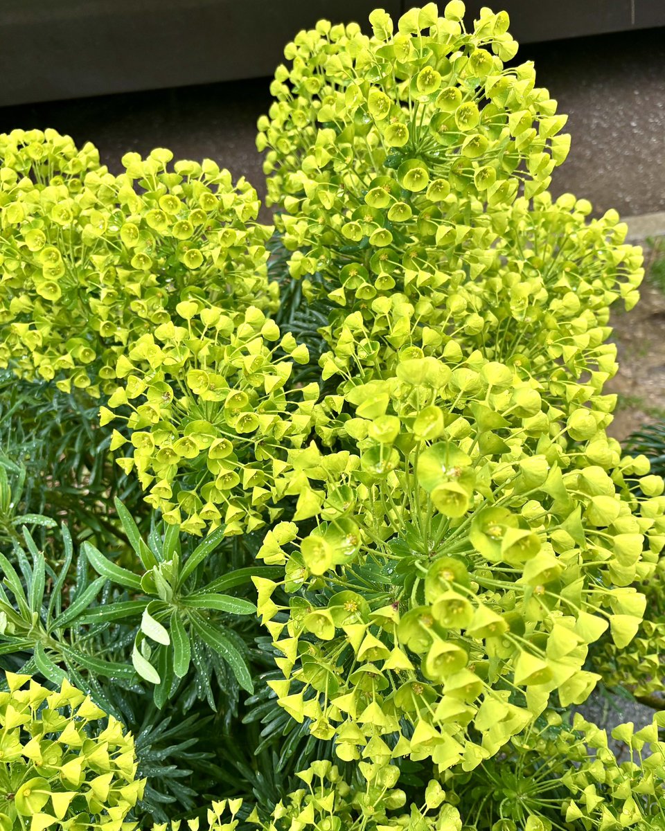 ちゅきちゃんマン7 tweet media