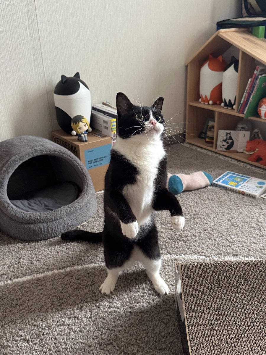 タトゥルヌス tweet media