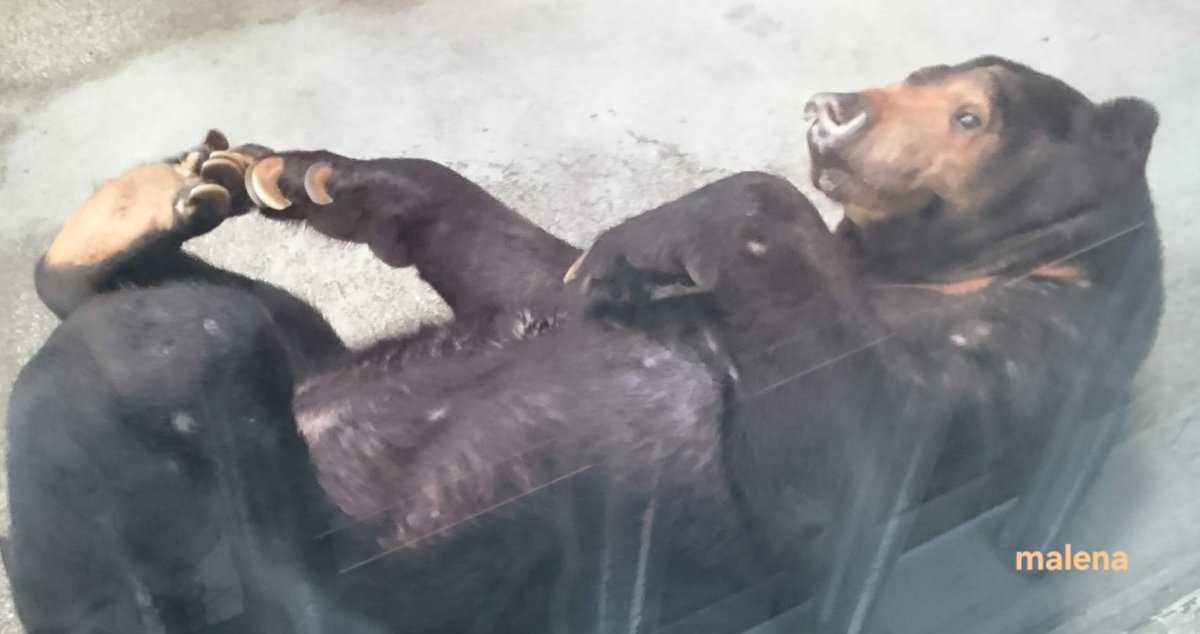 マレーナ tweet media