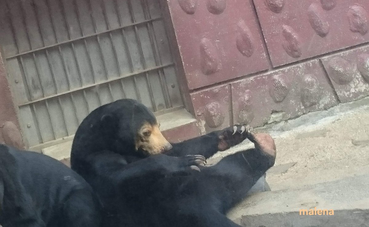 マレーナ tweet media