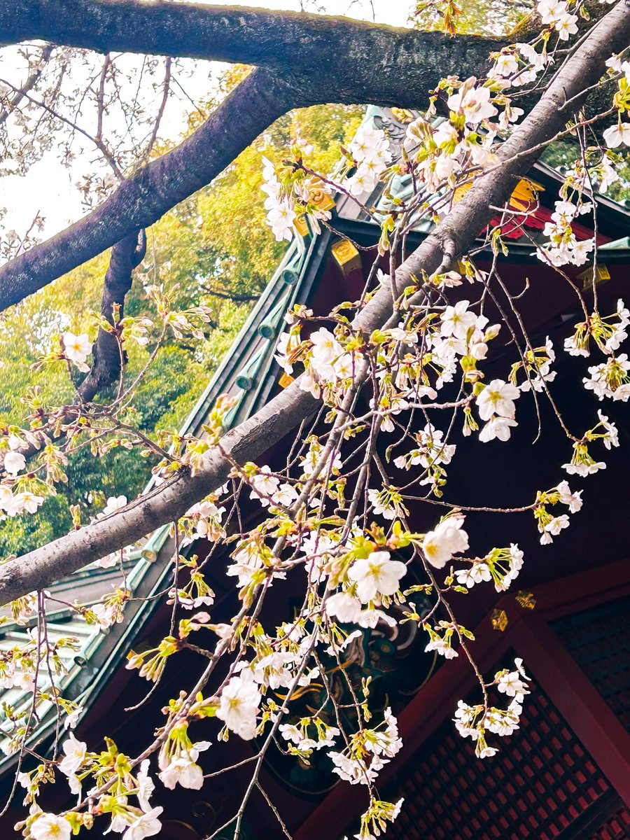 緒方夏生✩オガータ tweet media