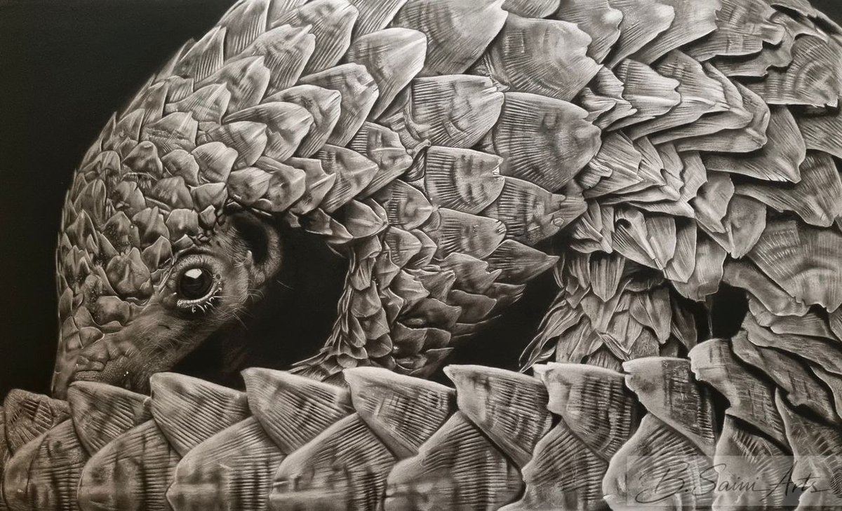 SainiBlessed's tweet photo. New piece alert: "Armor for a Gentle Soul" – a charcoal portrait of the pangolin, nature’s most protected yet vulnerable creatures.
 
Size: 64.2cm x 45.8cm | More at https://t.co/yXWGazpOpn
#Art #Pangolin #CharcoalDrawing #WildlifeArt @sainivisuals https://t.co/4bKurlrsU5