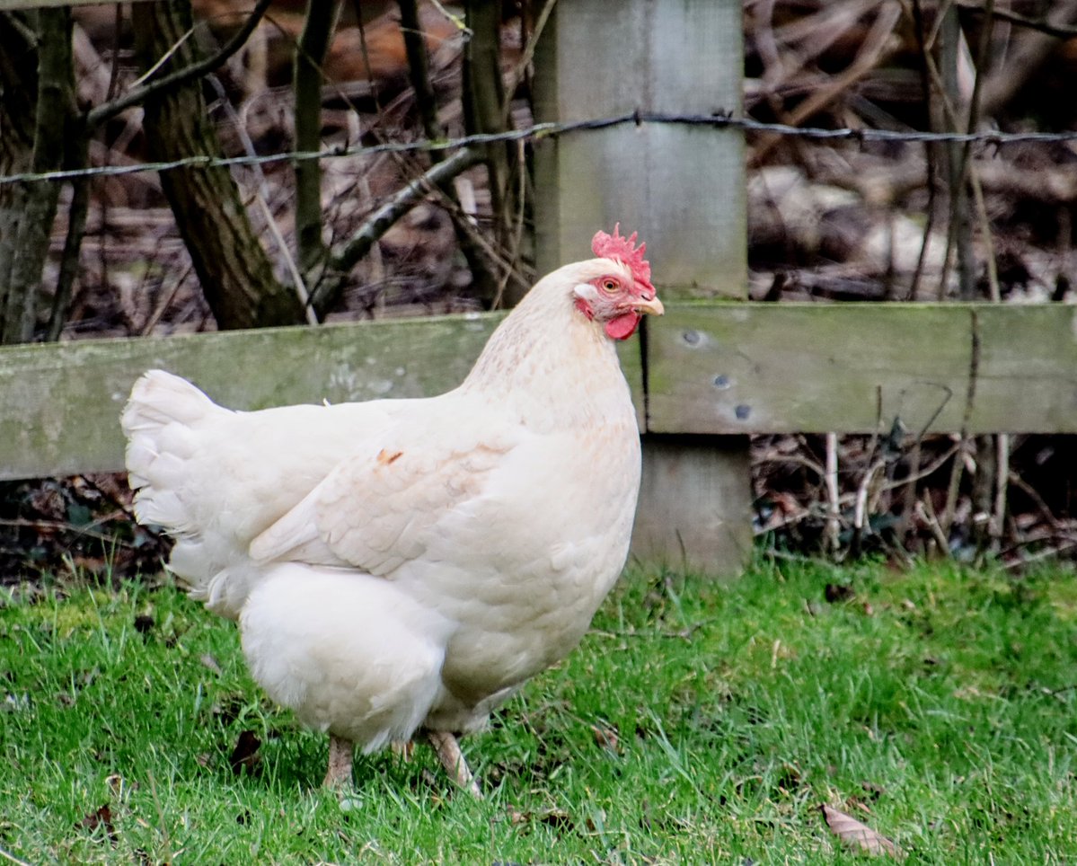 📸 MR. HANGING ON IN QUIET DESPERATION... tweet media