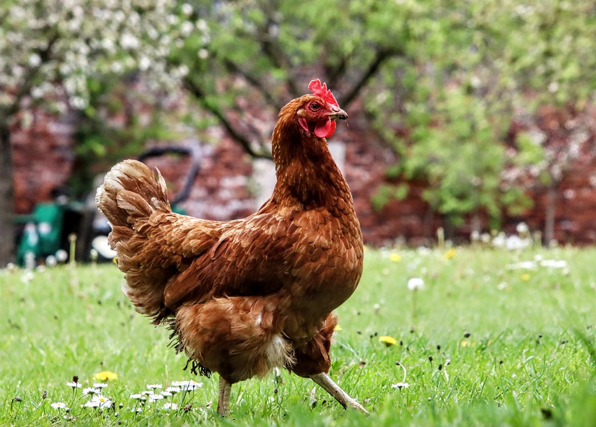 📸 MR. HANGING ON IN QUIET DESPERATION... tweet media