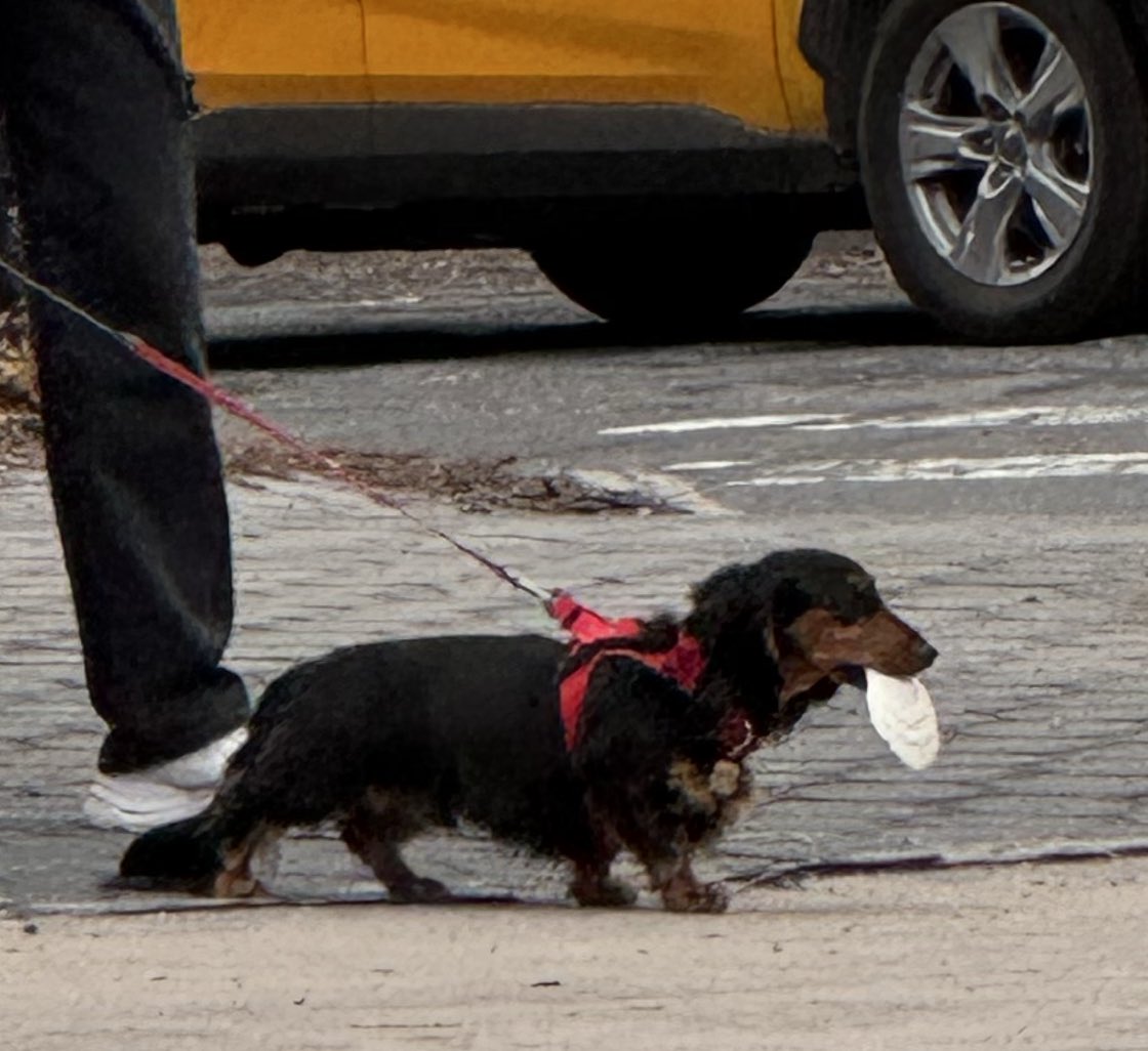 Sophie Vershbow tweet media