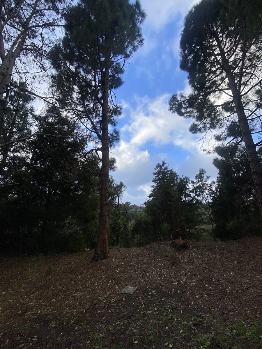 AUTUMNKNIGHTPRS's tweet image. Original Story Concepts #5

Title: Pines
Genre: Environmental Horror 

Logline: Pine trees terrorize humanity in overpopulated city during reforestation.

Concept by Terence Barnes © 2026
#screenwriting #scriptpitch #originalidea #storyideas #newstory #pinetree #reforestation