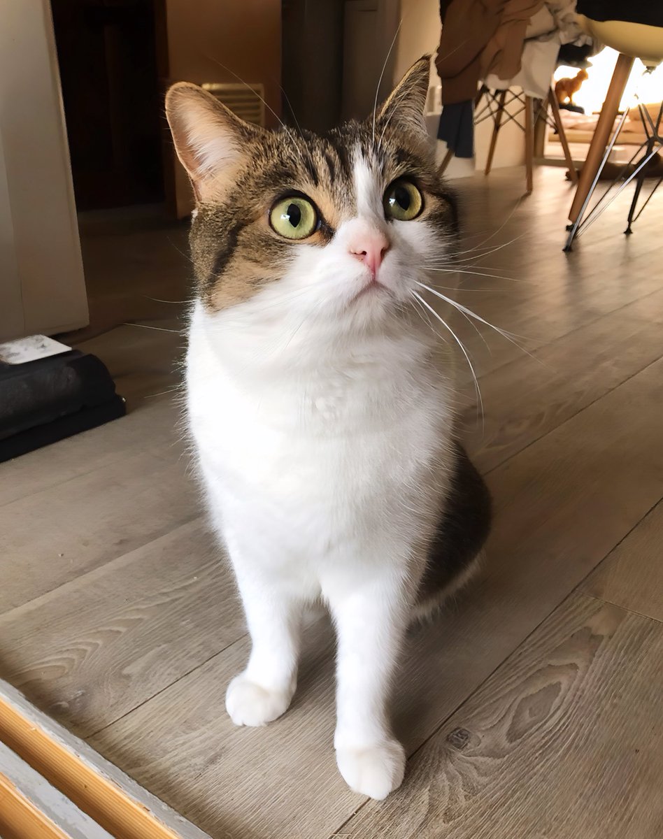 ニコちゃんとこたろう先生とトロとわさび姐さん tweet media