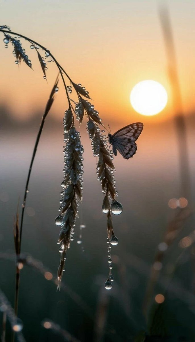Gitana1369877's tweet photo. "Evening is the time when we count our blessings and let the rest fade with the light.”
Have a nice evening ! https://t.co/chr5jypU9r