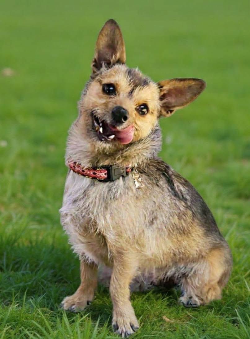 Rescate Animal tweet media