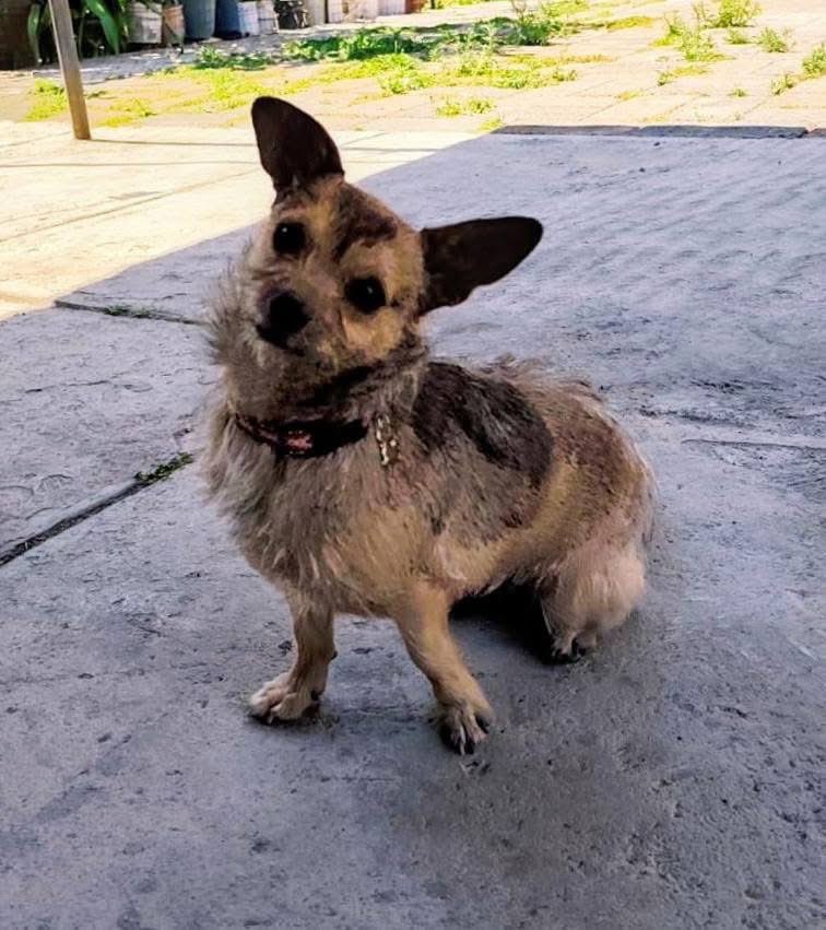 Rescate Animal tweet media