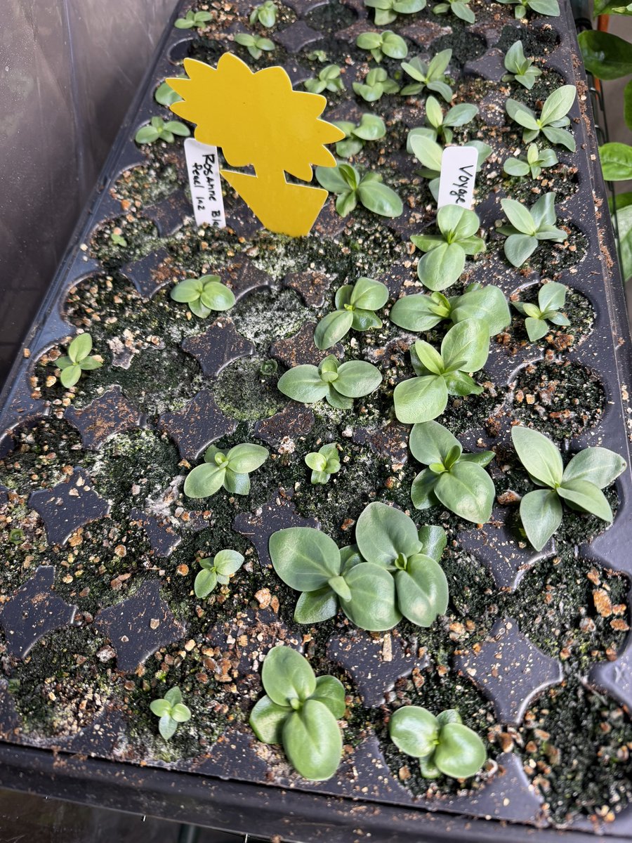 GhostSlayer tweet media