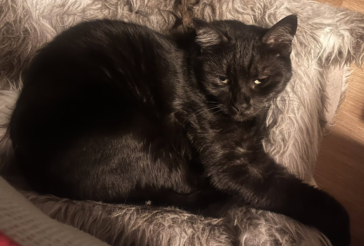 floating tweet media