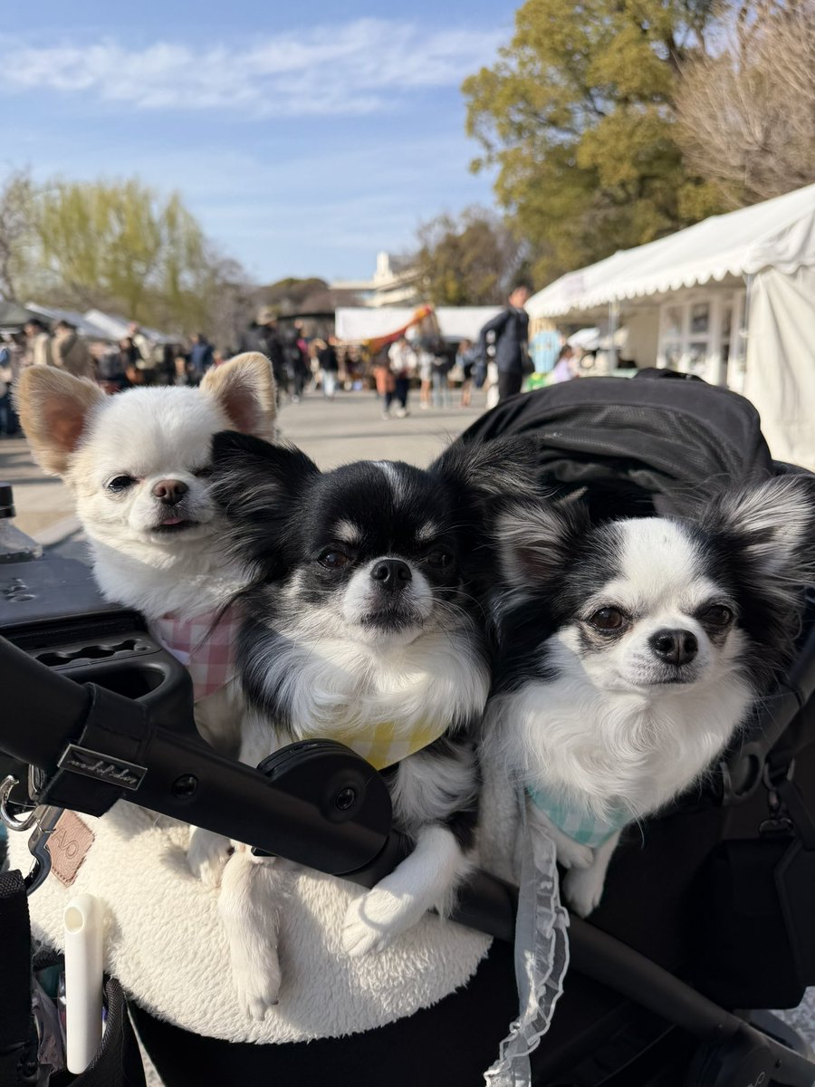 ちわわ3姉妹 tweet media