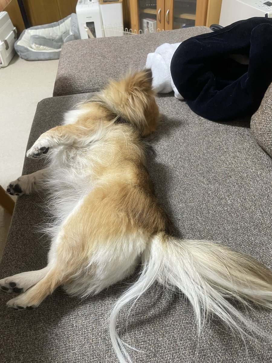 CRIACAO_YouG's tweet photo. 三連休遊び疲れ…笑🐶
#チワワ党
#チワワのいる暮らし https://t.co/qf5c0vL4UW