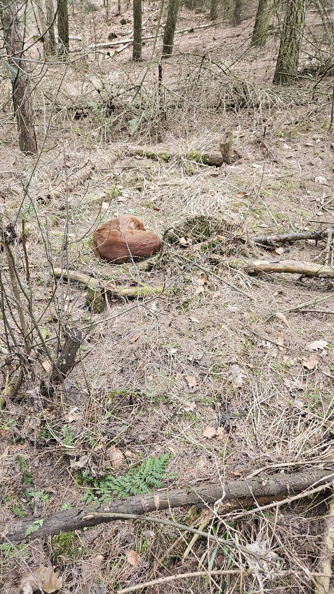 Robwalka Wolf tweet media